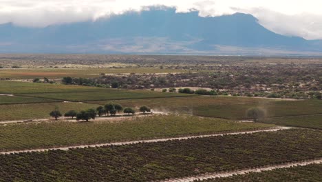 Una-Imagen-Panorámica-Muestra-Los-Viñedos-De-Uva-Torrontés-Con-El-Telón-De-Fondo-De-Las-Magníficas-Montañas-De-Salta-En-Cafayate,-Argentina.