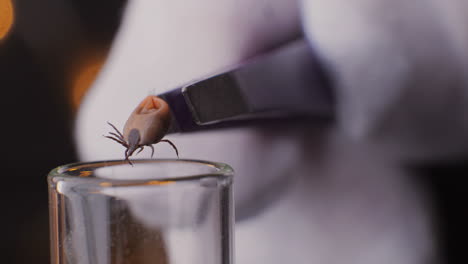 Investigación-De-Garrapatas,-Estudios-Científicos-Ixodes-Ricinus-Lyme-En-Laboratorio,-Vista-Macro-De-Cerca