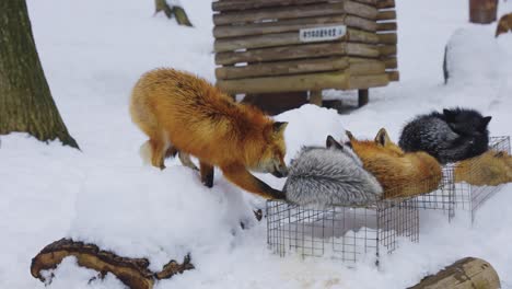 Aldea-De-Zao-Fox-En-La-Nieve,-Familia-De-Zorros-Durmiendo-Juntos