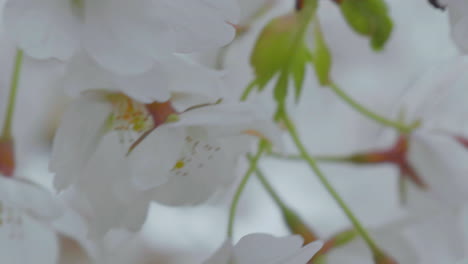 Nahaufnahme-Von-Zarten-Violetten-Blüten,-Wahrscheinlich-Wilde-Veilchen,-Mit-Lebendigen-Blütenblättern-Und-Detaillierter-Textur-Vor-Einem-Weichen-Hintergrund
