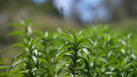 The-serene-beauty-of-a-herb-plant-swaying-gracefully-in-the-gentle-breeze-of-a-tranquil-farm-setting