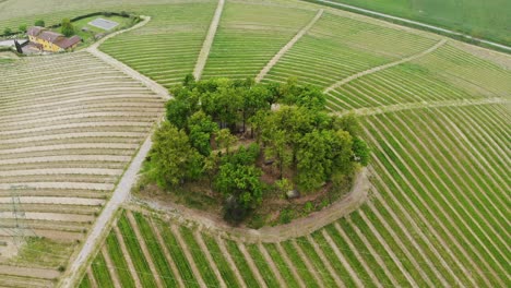 El-Dron-Se-Aleja-De-Un-Pequeño-Bosque-En-Medio-De-Los-Viñedos-De-Gavi,-Revelando-El-Paisaje.