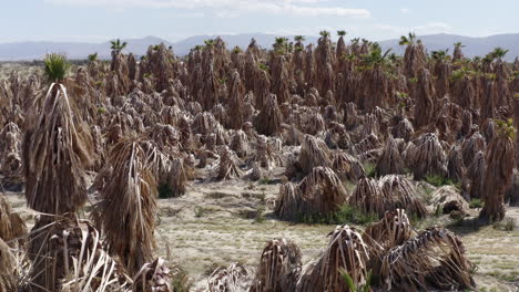 Descripción:-&quot;una-Granja-De-Palmeras-Secas-Se-Encuentra-En-Medio-Del-Desierto,-Su-árido-Entorno-Contrasta-Con-Las-Palmeras-Resistentes,-Personificando-La-Dura-Belleza-De-La-Agricultura-Del-Desierto