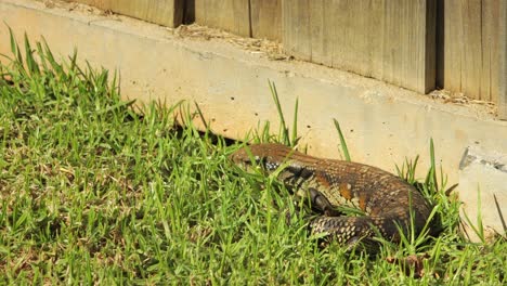 Sleeping-Blue-Tongue-Lizard-Wakes-Up-By-Stone-Fence-In-Garden