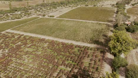 Luftaufnahme-Der-Weinberge-In-Cafayate,-Salta,-Argentinien-Aus-Der-Vogelperspektive,-Die-Die-Bedeutung-Des-Weins-In-Der-Region-Unterstreicht