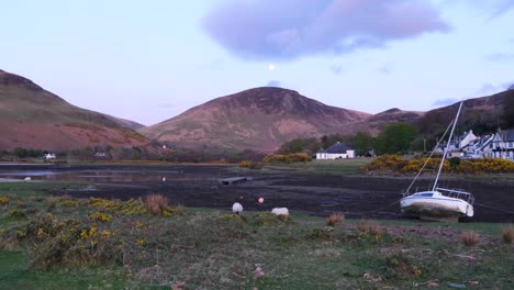 Schafe-Grasen-Vor-Zerklüfteter-Bergkulisse-Mit-Segelbooten-Im-Seichten-Meerwasser-Auf-Der-Schottischen-Insel-Arran,-Westküste-Von-Schottland,-Großbritannien