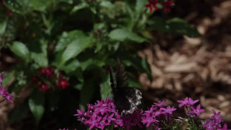 Schwarzer-Schmetterling-Auf-Violetten-Blüten-Mit-Flügeln-In-Zeitlupe