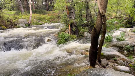 filming-of-the-course-of-a-river-with-a-large-flow-of-water-with-its-riverside-trees-and-a-medieval-stone-bridge-appearing-with-inscriptions-engraved-on-one-of-its-arches-La-Adrada-Avila-Spain