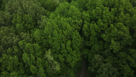Denso-Matorral-En-El-Parque-Estatal-Big-Cypress-Tree-En-El-Condado-De-Welleyley,-Tennessee,-Estados-Unidos