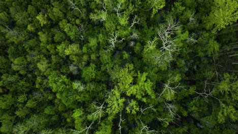 El-Denso-Y-Verde-Dosel-Del-Parque-Estatal-De-Grandes-Cipreses-En-Tennessee,-Vista-Aérea