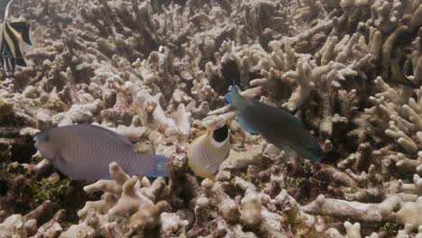 Close-shot-of-Colorful-tropical-reef-fish,-angelfish,-rabbit-fish,-butterfly-fish,-parrotfish-are-feeding-on-a-coral-reef-in-clear-water