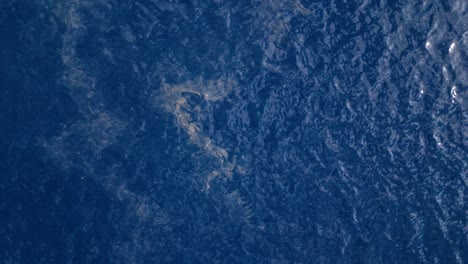 Oil-slick-plume-of-sewage-floats-in-dirty-brown-green-color-on-deep-blue-tropical-ocean-water