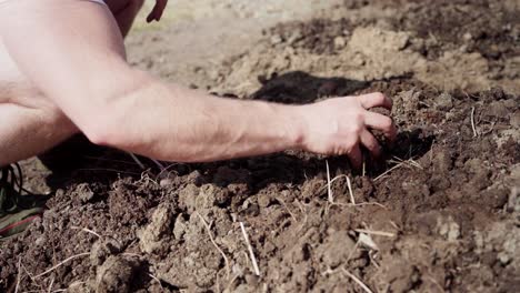 Vista-Recortada-De-Un-Hombre-Plantando-Cultivos-De-Raíces-De-Batata-En-Suelo-De-Jardín-Cultivado