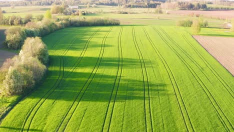 Scenic-aerial-view-over-green-and-sunny-wheat-field-with-tree-shadow,-Latvia