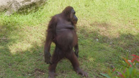 An-orangutan-sits-on-the-grass,-then-rises-and-stands-upright