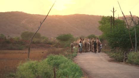 Herd-of-camels-with-their-shephed-walking-down-a-hilly-road-during-sunset-evening-time-in-north-india