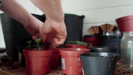 Gardener-Transplanting-Plant-Seedlings-In-Small-Plastic-Pots-Indoor