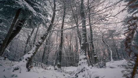 Serene-snow-covered-forest-scene-captured-in-a-timelapse,-showing-softly-falling-snow-and-tranquil-woods