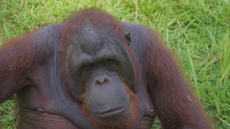 Portrait-of-a-thinking-orangutan-sitting-on-the-ground,-its-facial-expression-reflecting-contemplation
