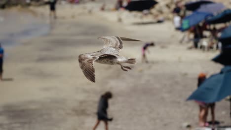 Seagull-Flying-Over-The-Beach-With-Tourists-In-Baja-California-Sur,-Cabo,-Mexico