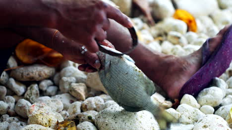 Felsstrand,-Einheimischer-Indonesischer-Fischer-Säubert-Frischen-Fang