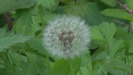 Dandelion-seedhead-in-a-hedgerow.-Spring.-UK