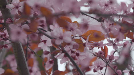 Delicate-pink-cherry-blossoms-clustered-on-branches-with-a-soft-focus-background-of-orange-and-grey,-creating-a-tranquil-springtime-scene