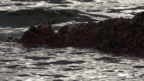 Detailed-shot-of-water-splashing-on-barnacles-on-rocks,-slow-motion