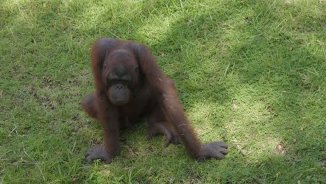 Männlicher-Erwachsener-Orang-Utan,-Der-Auf-Dem-Gras-Im-Schatten-Eines-Baumes-Sitzt