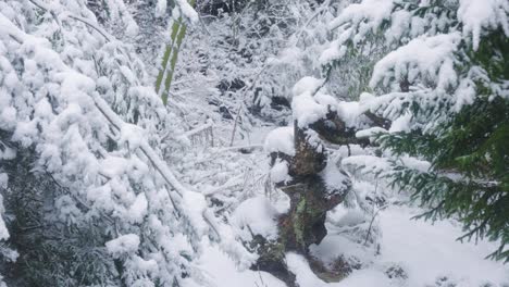 Jardín-Japonés-Nevado,-Pinos-Y-Bambú-En-Escena-Invernal.