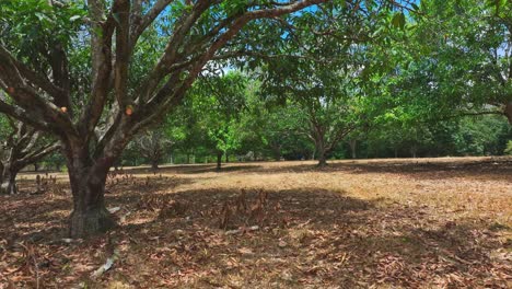 Pov-shot-of-mango-trees-forest-during-sunny-day-in-province-of-South-Cotabato,-Philippines