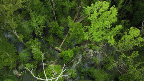 The-lush,-dense-canopy-at-big-cypress-tree-state-park-with-a-striking-dead-tree,-aerial-view
