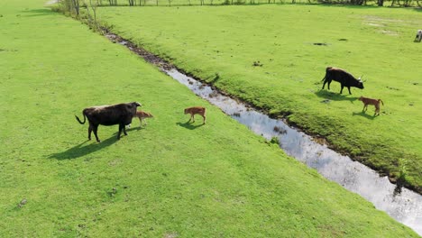 Wildpferde-Und-Auroxen-Kühe-In-Offener-Landschaft-Am-Ufer-Des-Pape-Sees,-Lettland