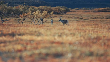 Reindeer-wander-through-the-Norwegian-tundra-grazing