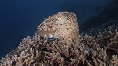 Sepia,-Tintenfisch-Auf-Einem-Tropischen-Korallenriff,-Der-Seine-Farbe-Und-Struktur-ändert,-Um-Sich-Zu-Tarnen-Und-Mit-Der-Umgebung-Zu-Verschmelzen