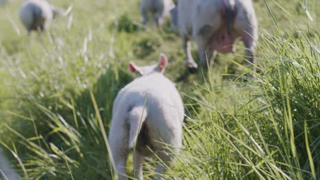 Niedliche-Tier-Schafe-Dolly-Lamm-Vieh-Weidet-Auf-Der-Weide-Feld-Gras-Bei-Tageslicht-Sonnigen-Tag