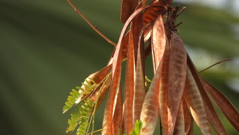 Subabul-tree-leafs-seeds-green