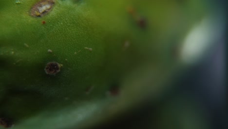 Macro-detailed-video-of-a-sabra-cactus,-green-tropical-fruit,-smooth-slide-left-movement,-slow-motion-120fps