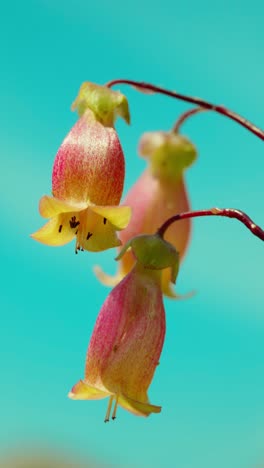 Diese-Bezaubernde-Szene-Fängt-Die-Ausstrahlung-Einer-In-Sonnenlicht-Getauchten-Kalanchoe-Pflanze-Ein,-Eingebettet-In-üppiges-Grünes-Gras-Unter-Einem-Baldachin-Aus-Klarem,-Azurblauem-Himmel