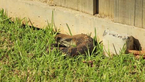 Lagarto-De-Lengua-Azul-Descansando-Acurrucado-Por-Una-Valla-De-Piedra-En-El-Jardín