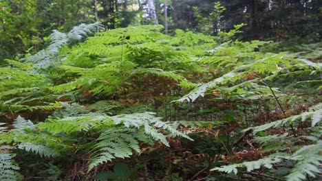 Vista-Relajante-Sobre-Las-Hojas-De-Rern-Que-Crecen-En-El-Bosque-De-Los-Cárpatos