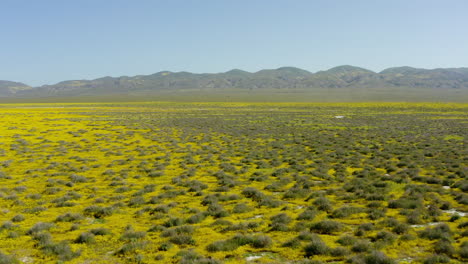 Drone-view-captures-carpet-of-grassland,-Carrizo-plains-at-California