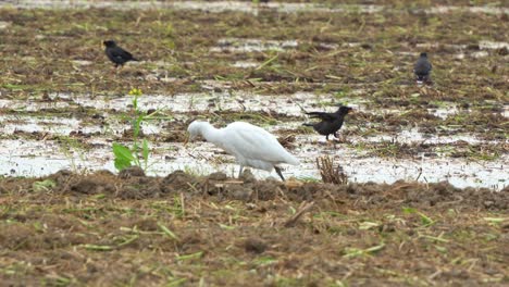 Slow-motion-close-up-shot-of-a-great-egret-walking-on-the-agricultural-farmlands,-wading-and-foraging-for-fallen-crops-and-insect-preys-on-the-harvested-paddy-fields