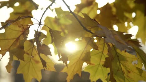 Nahaufnahme-Von-Gelben-Blättern-Mit-Sonnenlicht-Dahinter-Mit-Einer-Schwenkaufnahme,-Whitby,-Kanada