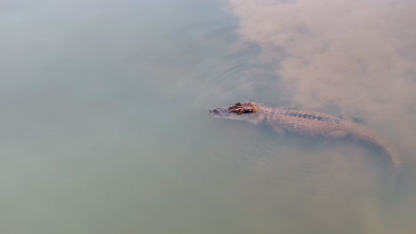 Drone-shot-of-a-Black-Caiman-submerge-in-the-river