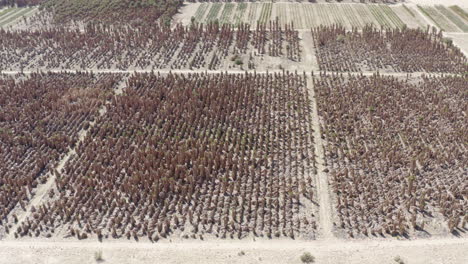 Vastos-Campos-De-Palmeras-En-Una-Granja-De-Palmeras-En-Badlands:-Vista-Aérea