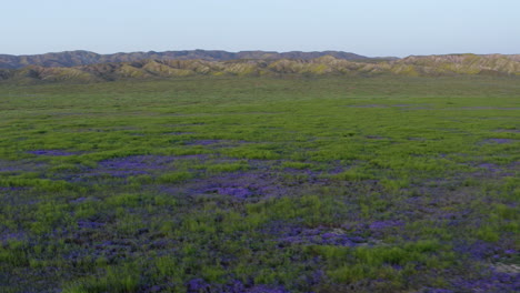 übermäßige-Vegetation,-Superbloom-Wildblumen-Des-Soda-Lake,-Carrizo-Plain,-Kalifornien