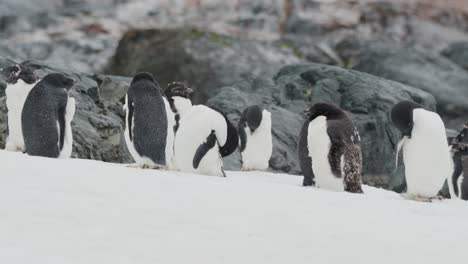 Flauschige-Zügelpinguinkolonie-In-Der-Antarktis