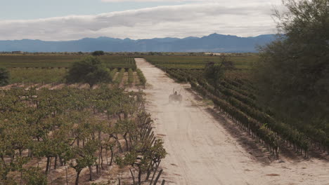 A-magnificent-vineyard-of-Torrontés-and-Malbec-grapes-in-northern-Argentina,-with-a-tractor-working-among-the-rows-of-vines