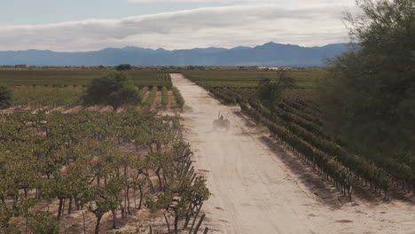 Un-Magnífico-Viñedo-De-Uvas-Torrontés-Y-Malbec-En-El-Norte-De-Argentina,-Con-Un-Tractor-Trabajando-Entre-Las-Hileras-De-Vides.